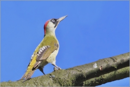 <p>ŽLUNA ZELENÁ (Picus viridis)</p>